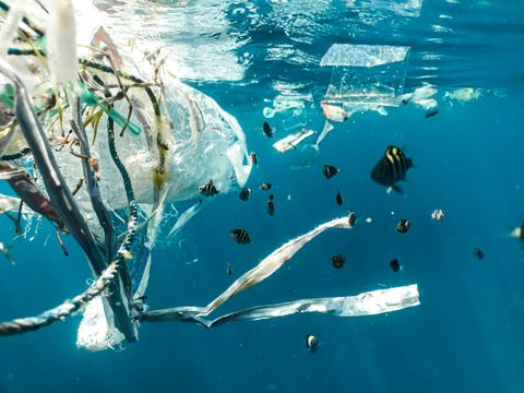 Plastic waste drifting underwater among small striped fish