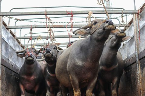 Water buffalo standing in a livestock truck
